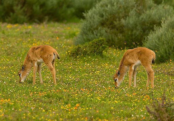 Bontebok