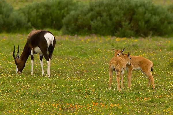 Bontebok