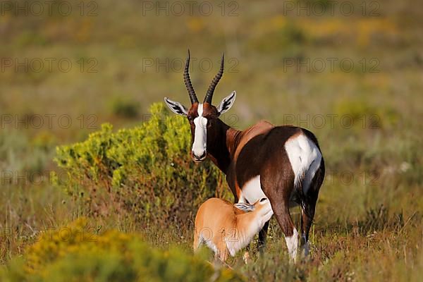 Bontebok