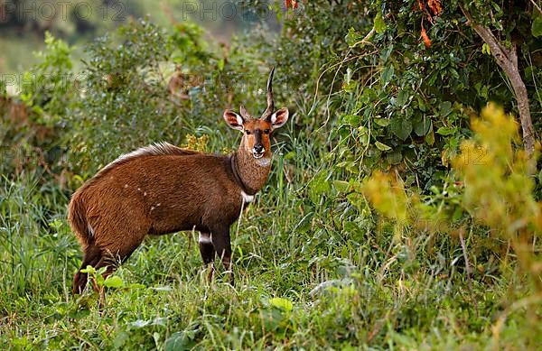 Southern Bushbuck