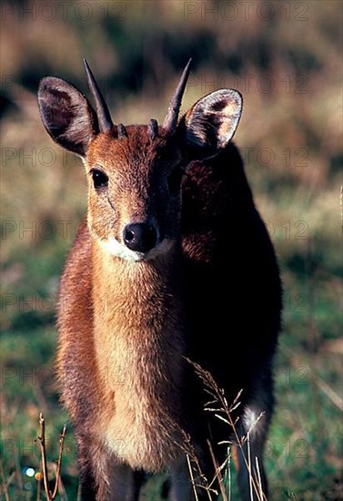 Four-horned antelope