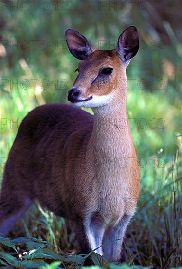 Four-horned antelope