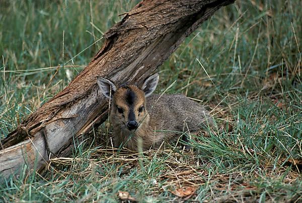 Crown duiker