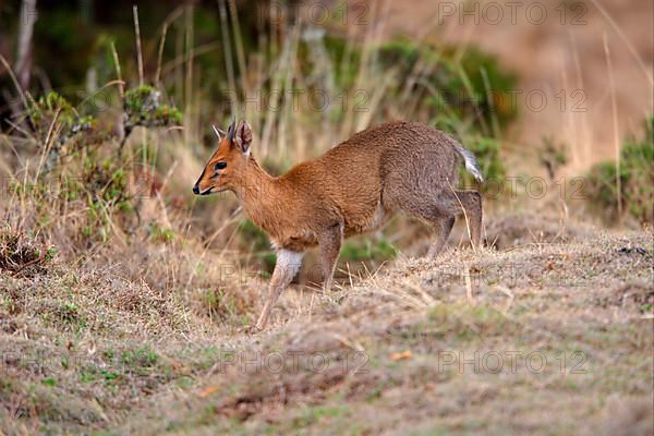 Common duiker