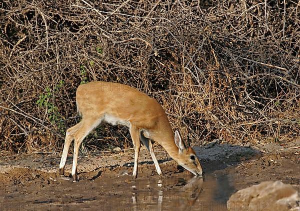 Common duiker