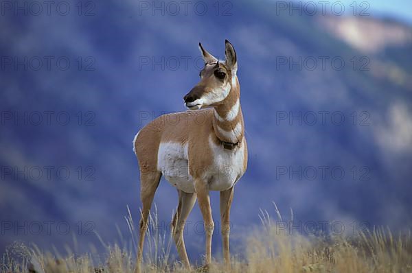 Pronghorn