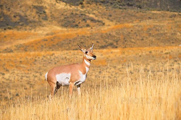 Pronghorn