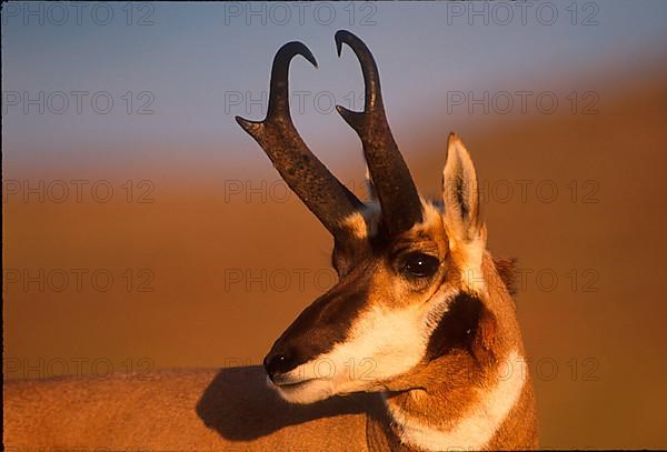 Pronghorn