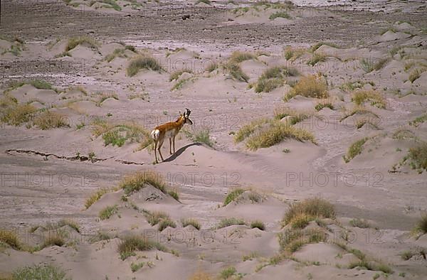 Pronghorn