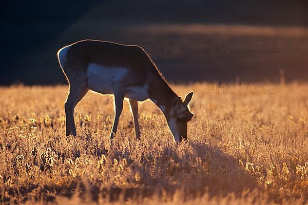 Pronghorn