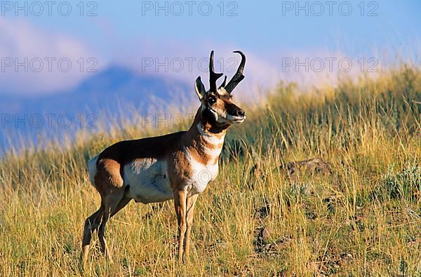 Pronghorn