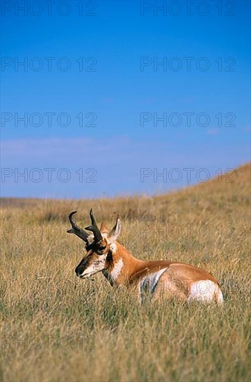 Pronghorn