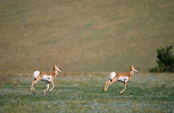 Pronghorn