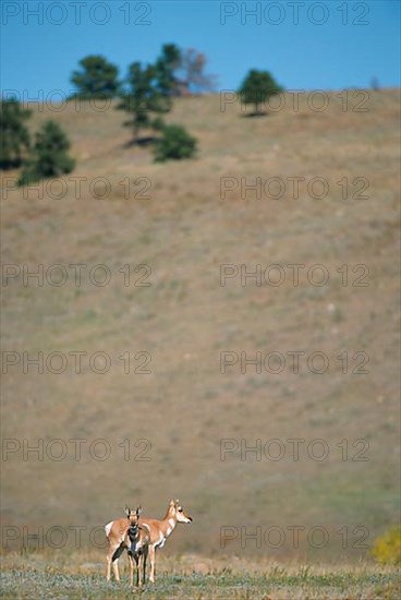 Pronghorn