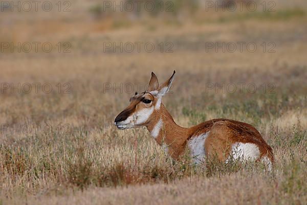 Pronghorn