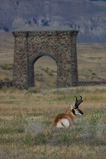 Pronghorn