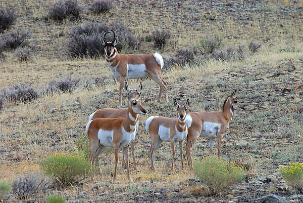 Pronghorn