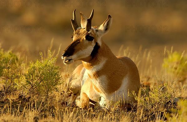 Pronghorn