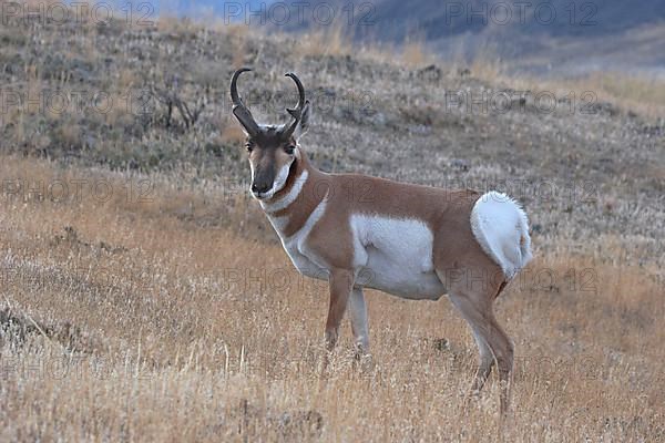 Pronghorn