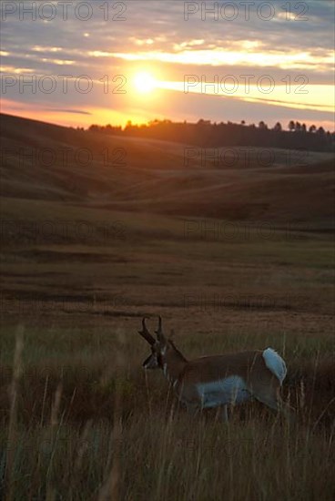 Pronghorn