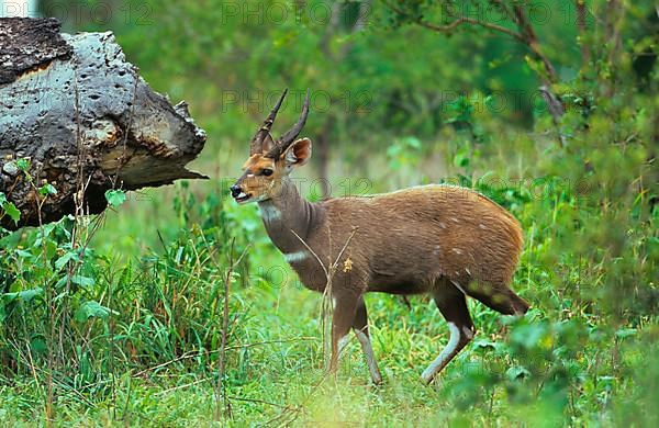 Bushbuck