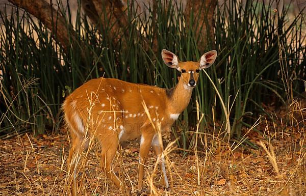 Bushbuck