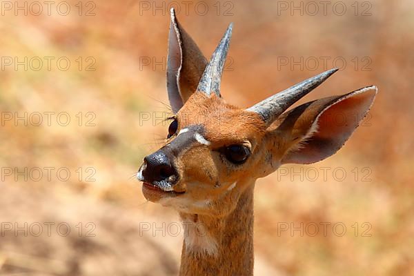 Bushbuck