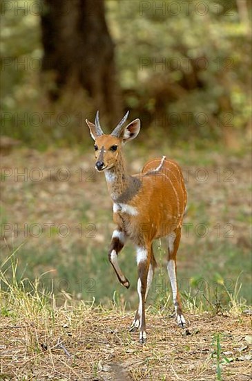 Bushbuck