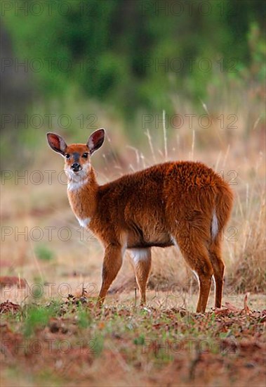 Menelik's Bushbuck