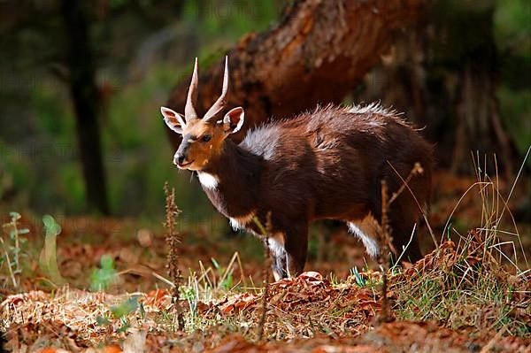 Menelik's Bushbuck