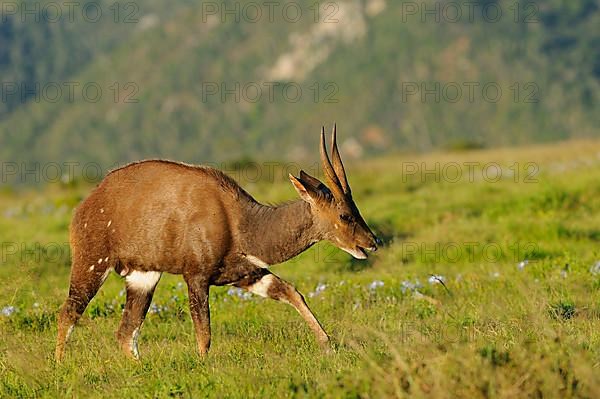 Bushbuck