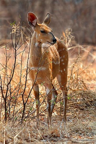 Cape bushbucks