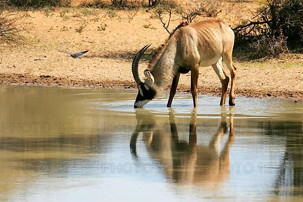 Roan antelope