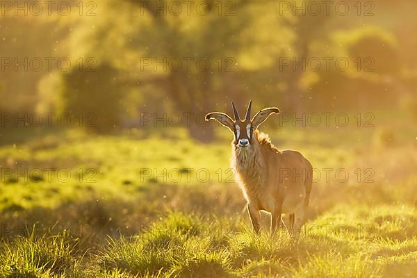 Roan antelope