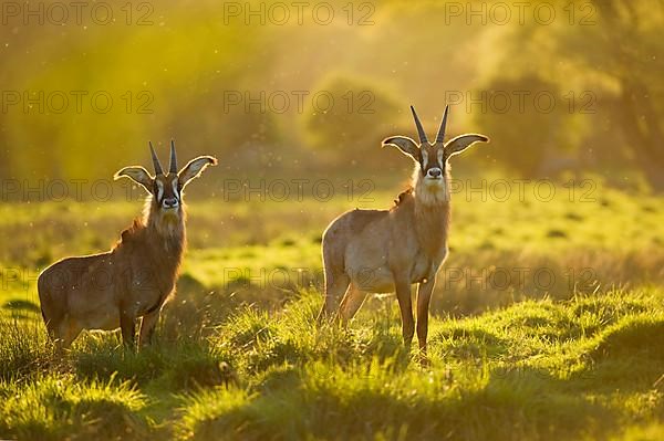 Roan antelope