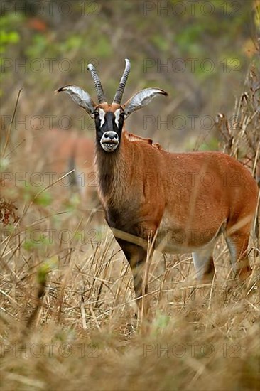 Roan Antelope