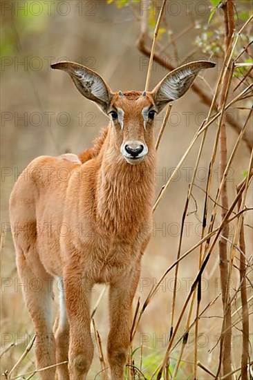 Roan Antelope