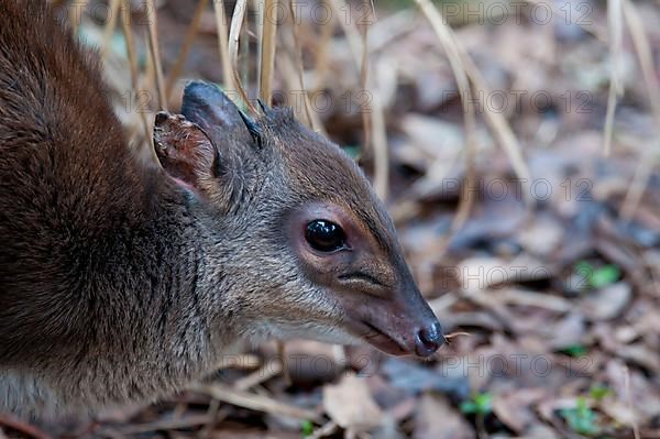 Blue duiker