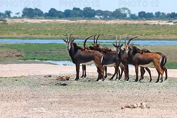 Sable Antelope