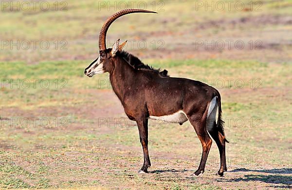 Sable Antelope