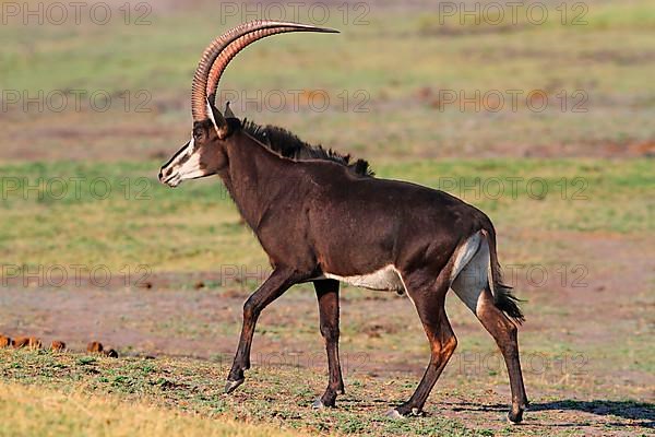 Sable Antelope