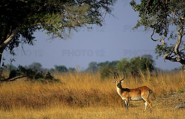 Lychee waterbuck