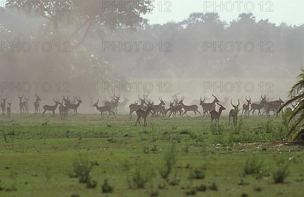 RedLechwe