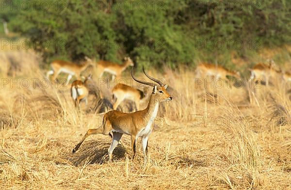 RedLechwe