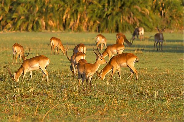 RedLechwe