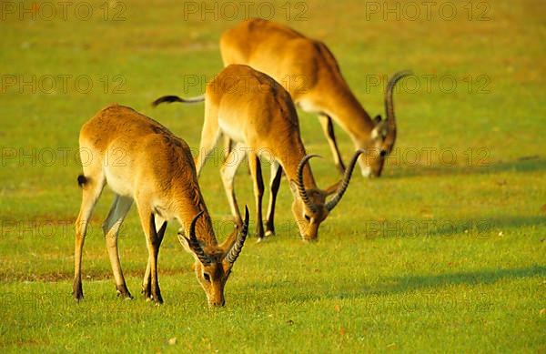 Lychee waterbuck