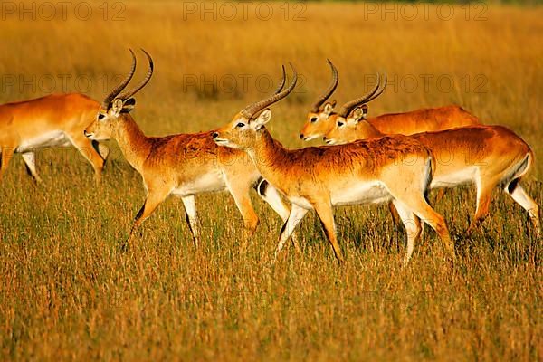 Red lechwe