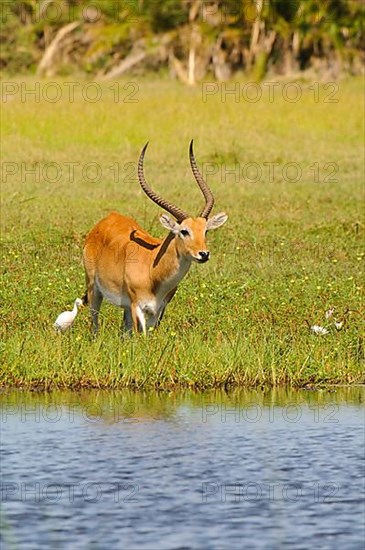 Lechwe