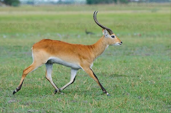 Lechwe