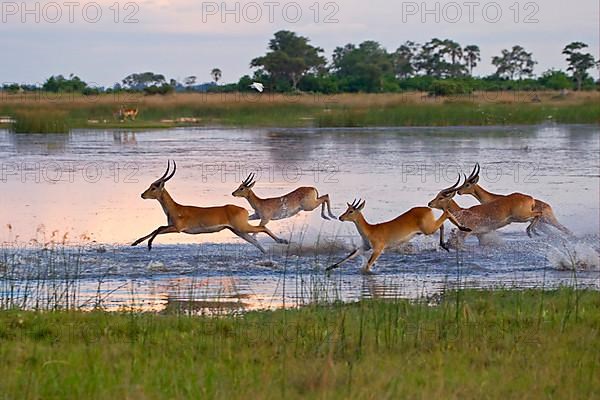 Red lechwe